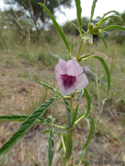 Sesamum triphyllum