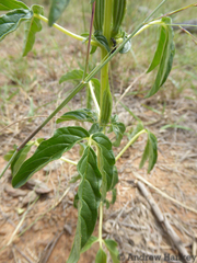 Sesamum triphyllum