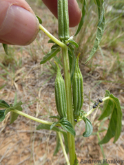 Sesamum triphyllum