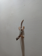 Hemidactylus flaviviridis