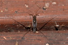 Limnogonus hungerfordi