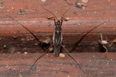 Limnogonus hungerfordi