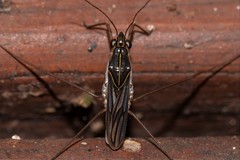 Limnogonus hungerfordi