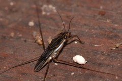 Limnogonus hungerfordi