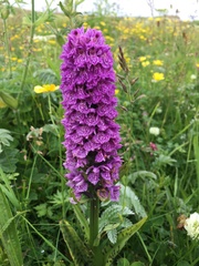Dactylorhiza × formosa