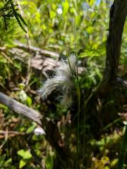 Eriophorum viridicarinatum