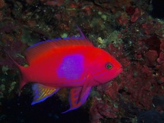Pseudanthias pleurotaenia