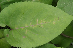 Scrobipalpula manierreorum