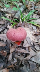 Boletus rubroflammeus