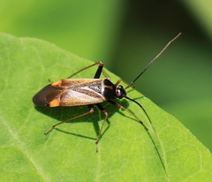 Adelphocoris seticornis