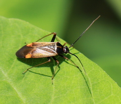 Adelphocoris seticornis