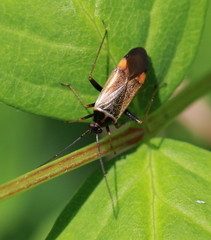 Adelphocoris seticornis