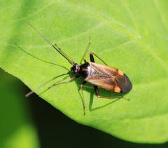 Adelphocoris seticornis