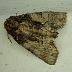Chytonix palliatricula