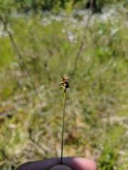 Carex exilis