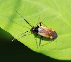 Adelphocoris seticornis