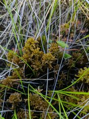 Sphagnum subsecundum