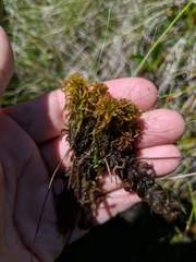 Sphagnum subsecundum