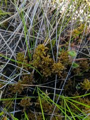 Sphagnum subsecundum