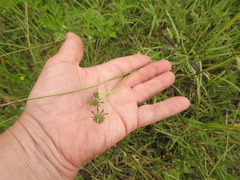 Scabiosa ochroleuca