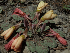 Oenothera xylocarpa