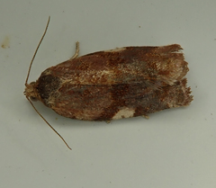 Clepsis persicana