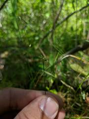 Carex tenuiflora