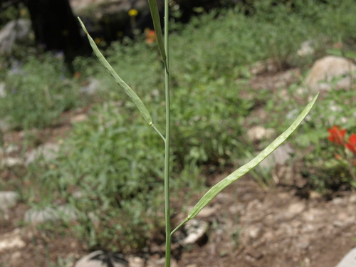 Trinity Mountain rockcress (Boechera rigidissima)