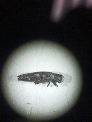 Agrilus egeniformis