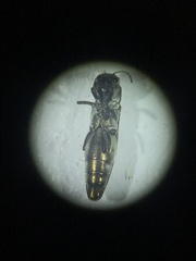 Agrilus egeniformis