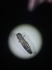 Agrilus egeniformis