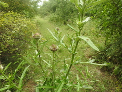 Cirsium ciliatum