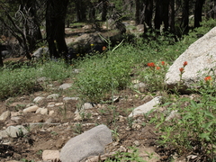 Boechera rigidissima