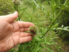 Cirsium ciliatum