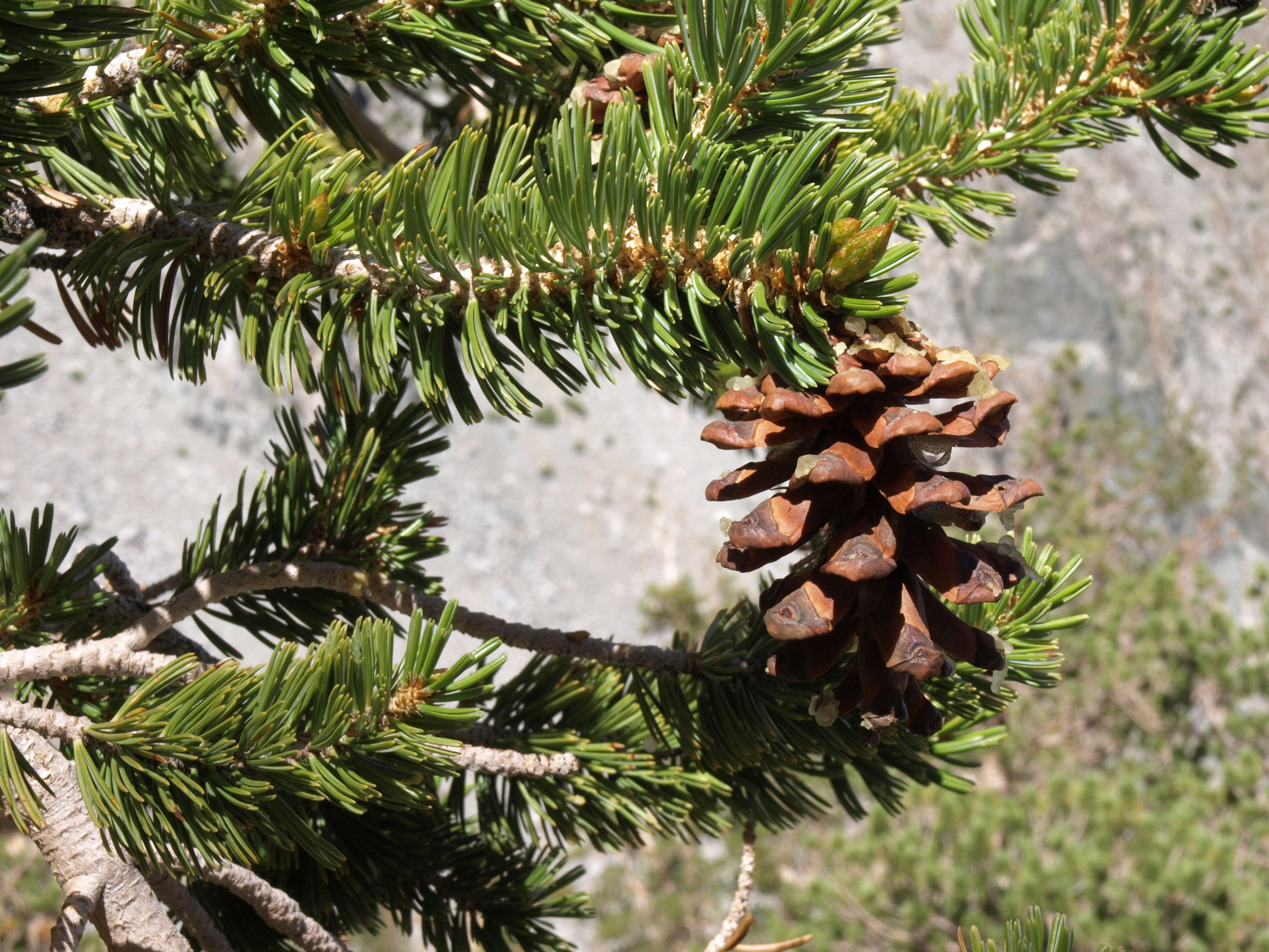 Pinus balfouriana ssp. austrina