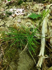 Diphasiastrum complanatum