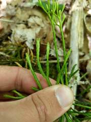 Diphasiastrum complanatum