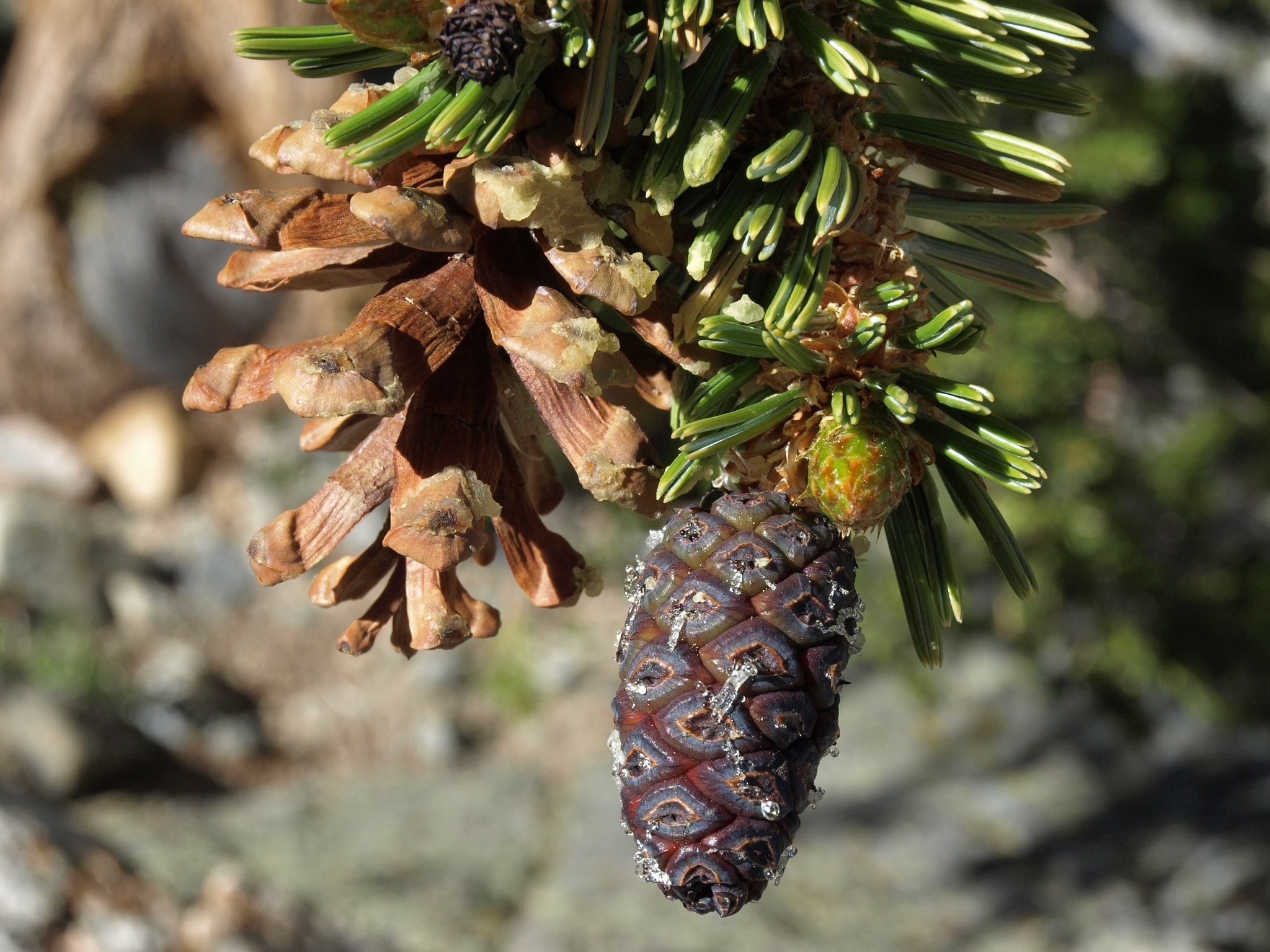 Pinus balfouriana