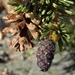Pinus balfouriana - Photo (c) Jim Morefield,  זכויות יוצרים חלקיות (CC BY)