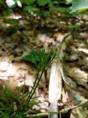 Diphasiastrum complanatum