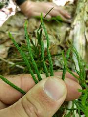 Diphasiastrum complanatum