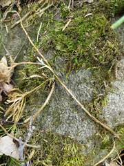 Diphasiastrum complanatum