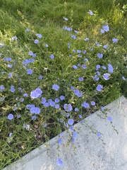 Cichorium intybus