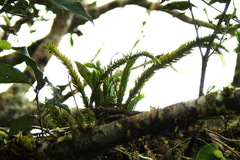 Phlegmariurus fordii