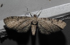 Eupithecia indistincta