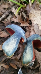 Boletus rubroflammeus