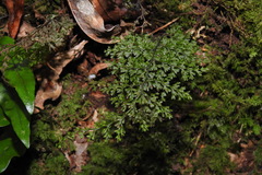 Hymenophyllum polyanthos