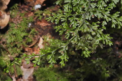 Hymenophyllum polyanthos