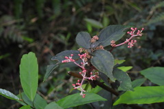 Pilea somae