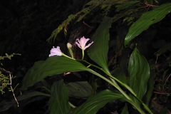Phaius mishmensis